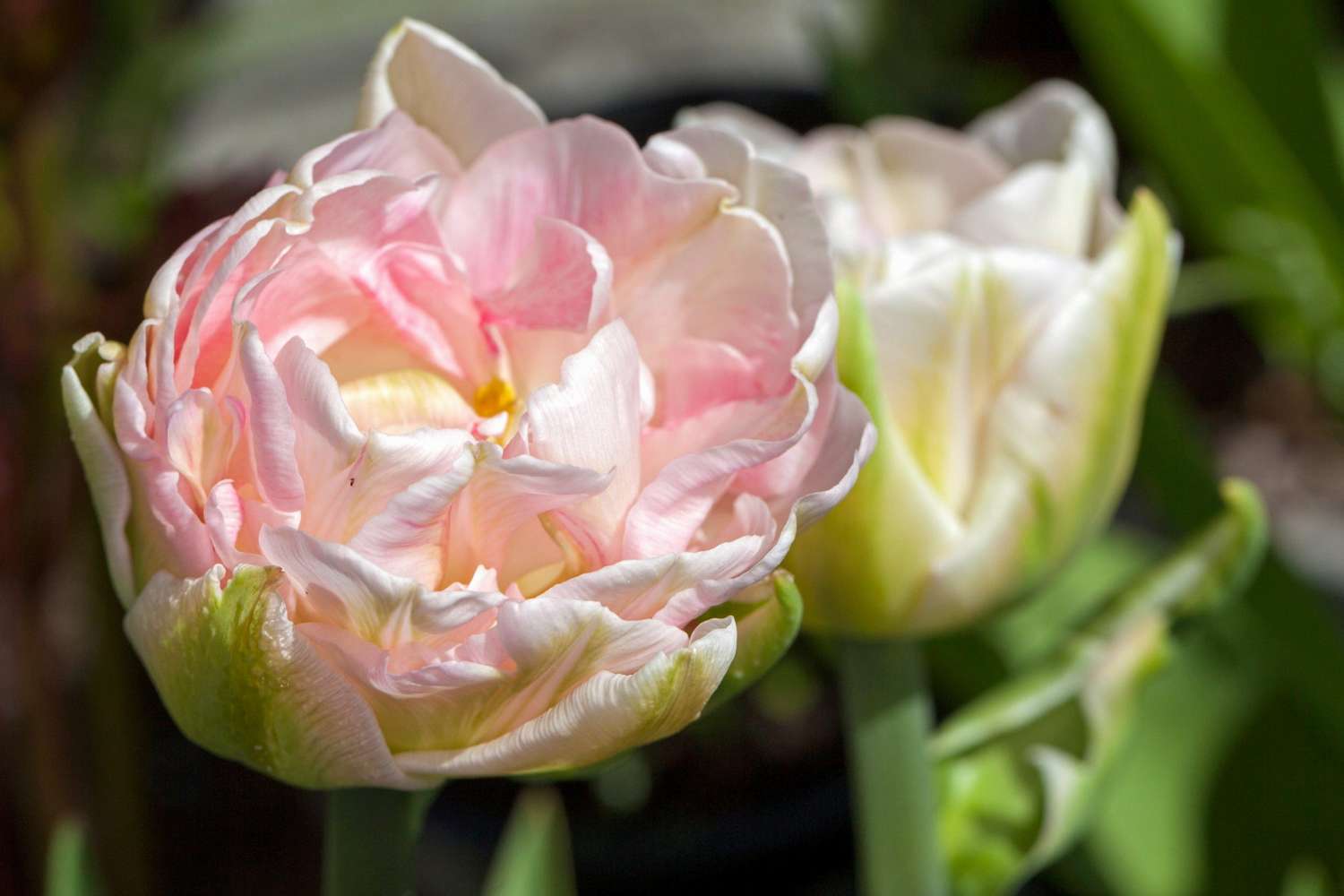 Tulipe 'Finola'